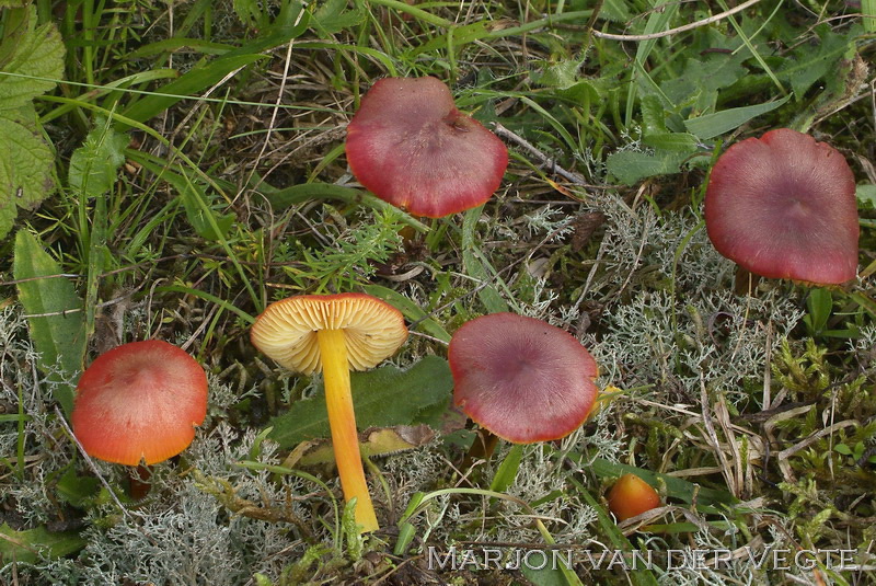 Duinwasplaat - Hygrocybe conicoides